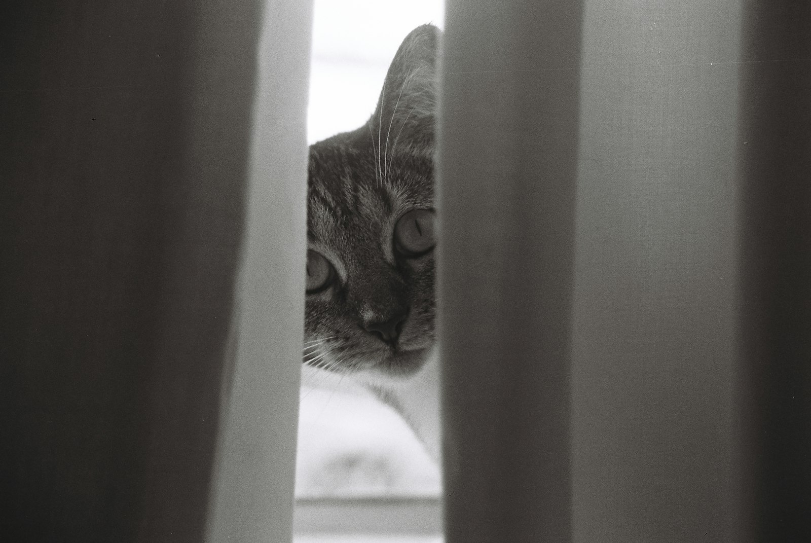 A gray cat peeking out from behind a curtain