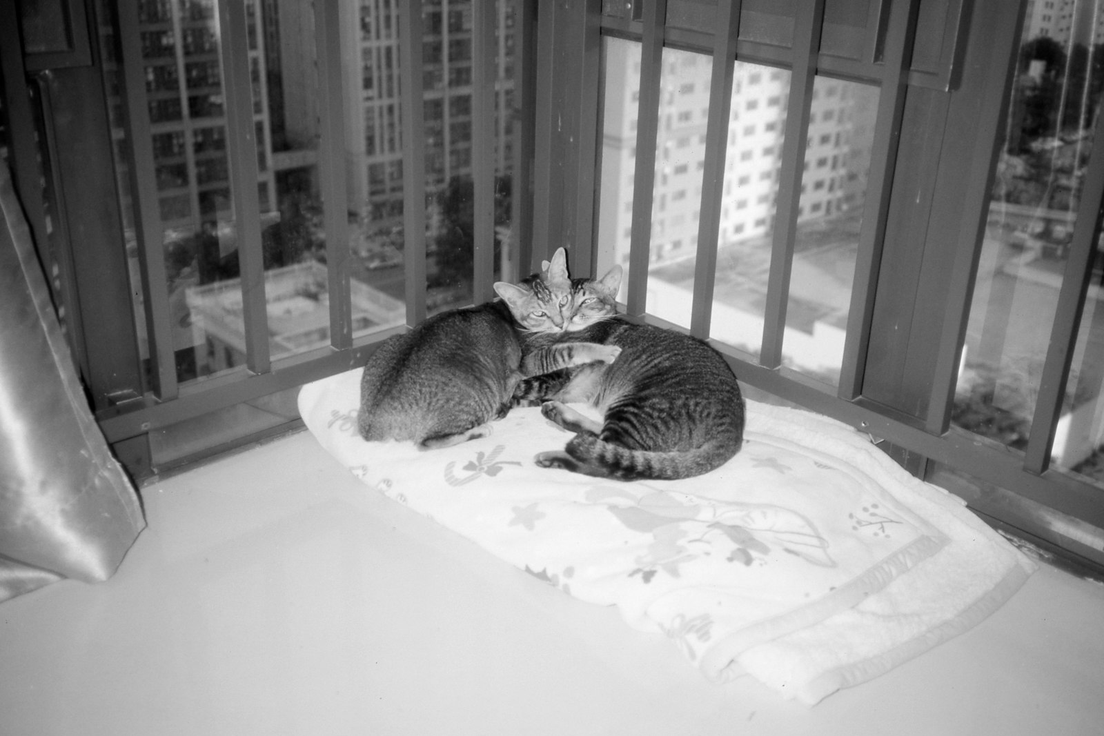 Two cats resting together near a window