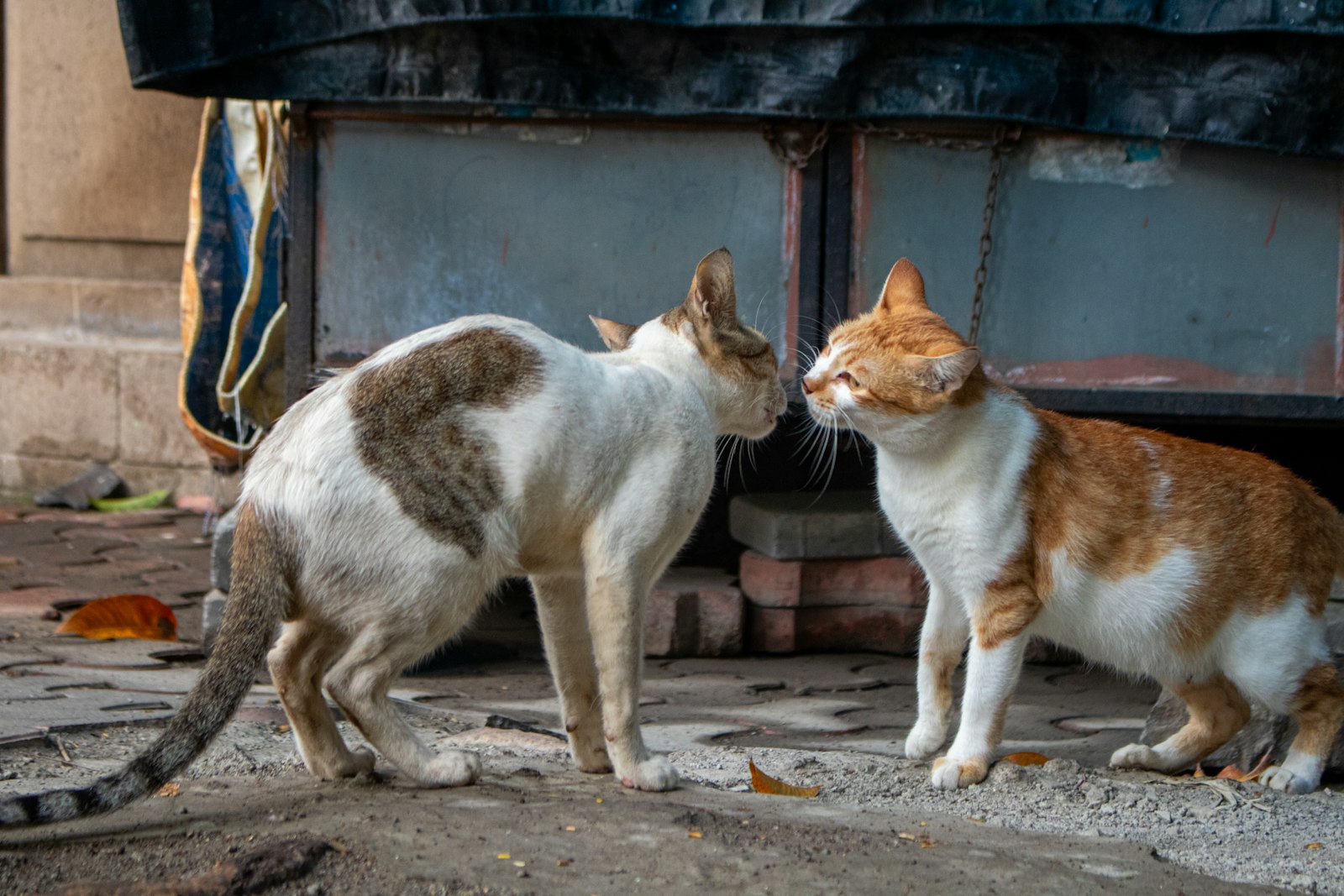 Two cats facing each other in a tense standoff