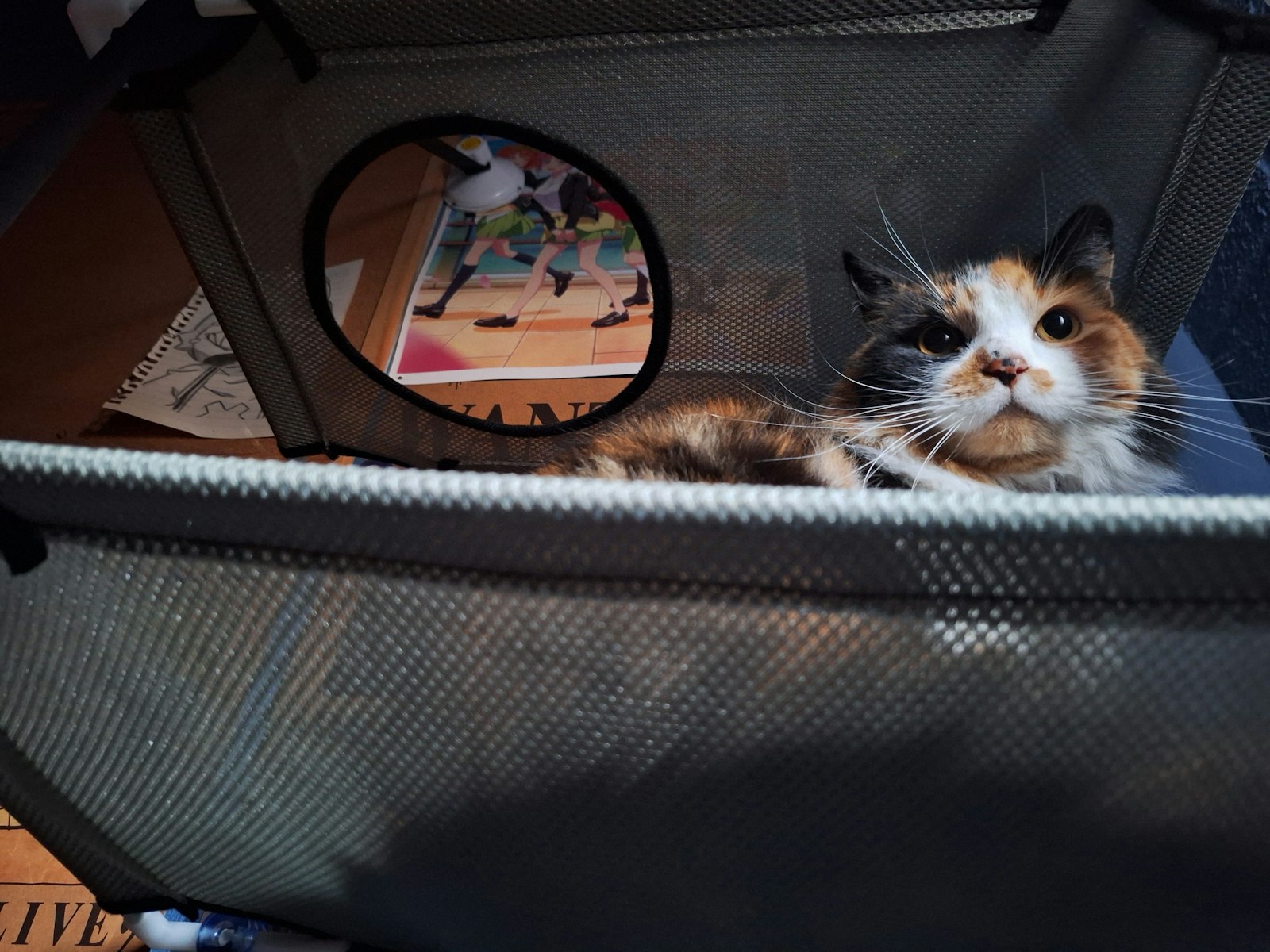 A cat sitting inside an open suitcase