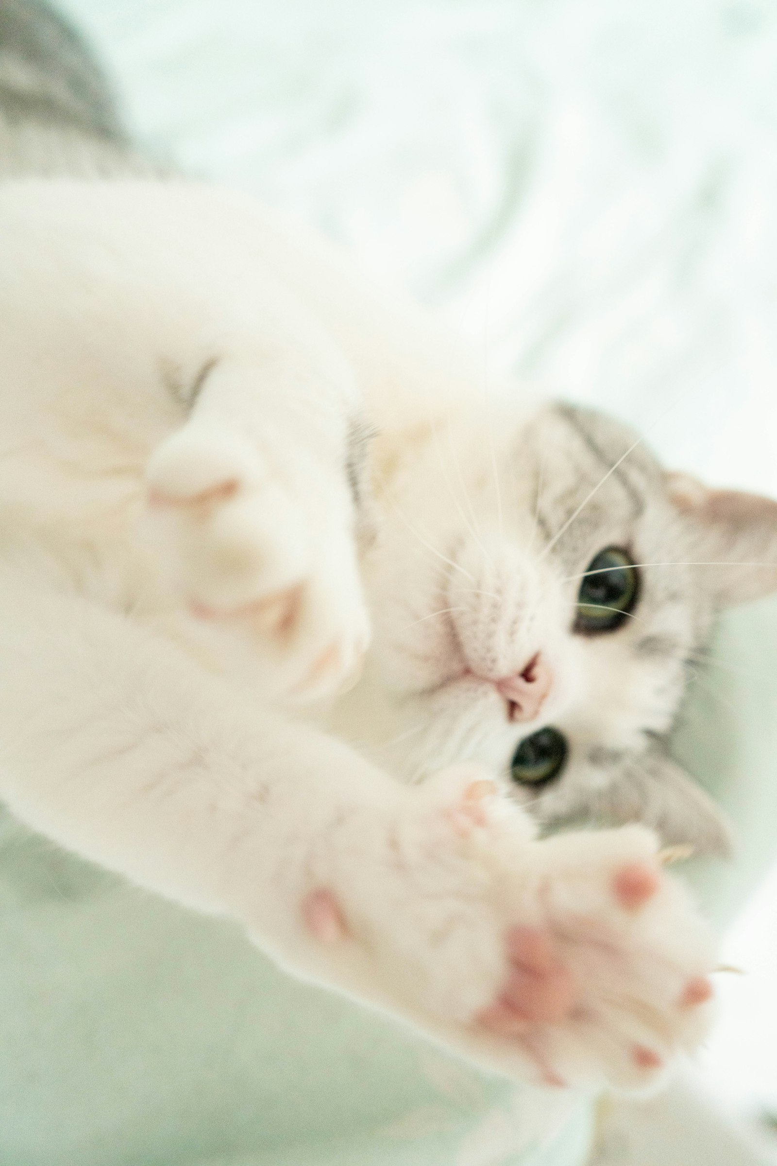 A cat playing with a toy on a bed
