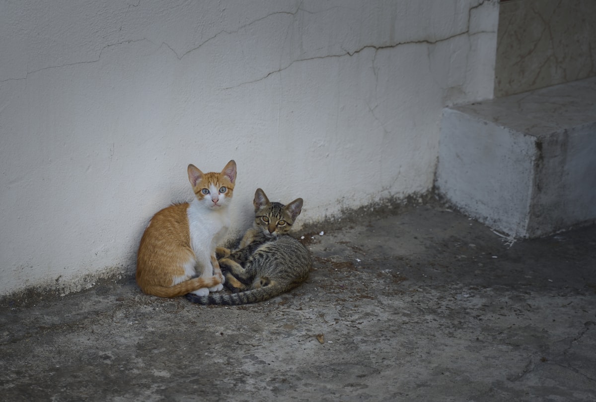 Two cats sitting close together near a wall